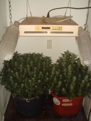 Cookies Kush \ Barney's Farm & Tangerine \ Blk.Seeds