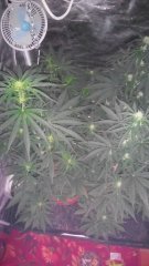 Bulk Seed Bank