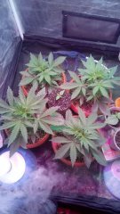 Bulk Seed Bank