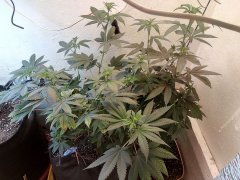 Sour Diesel