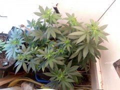 Sour Diesel