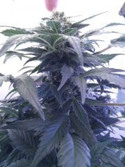 rasta 1