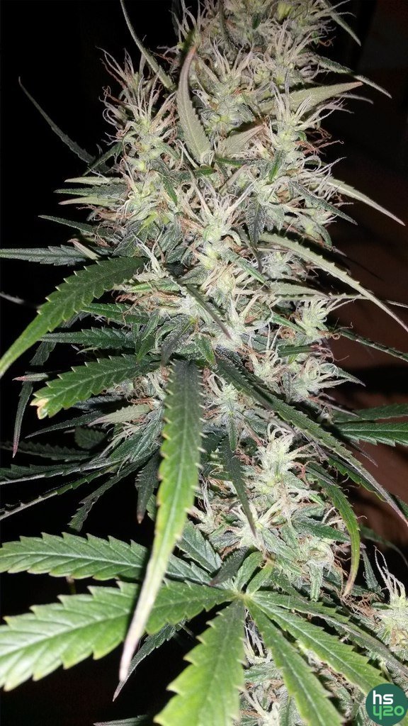 auto russian rocket fuel