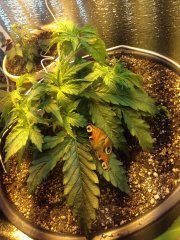 G14 auto