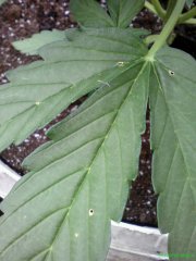IMG 20170702 183251