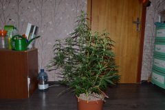 DSC 0859