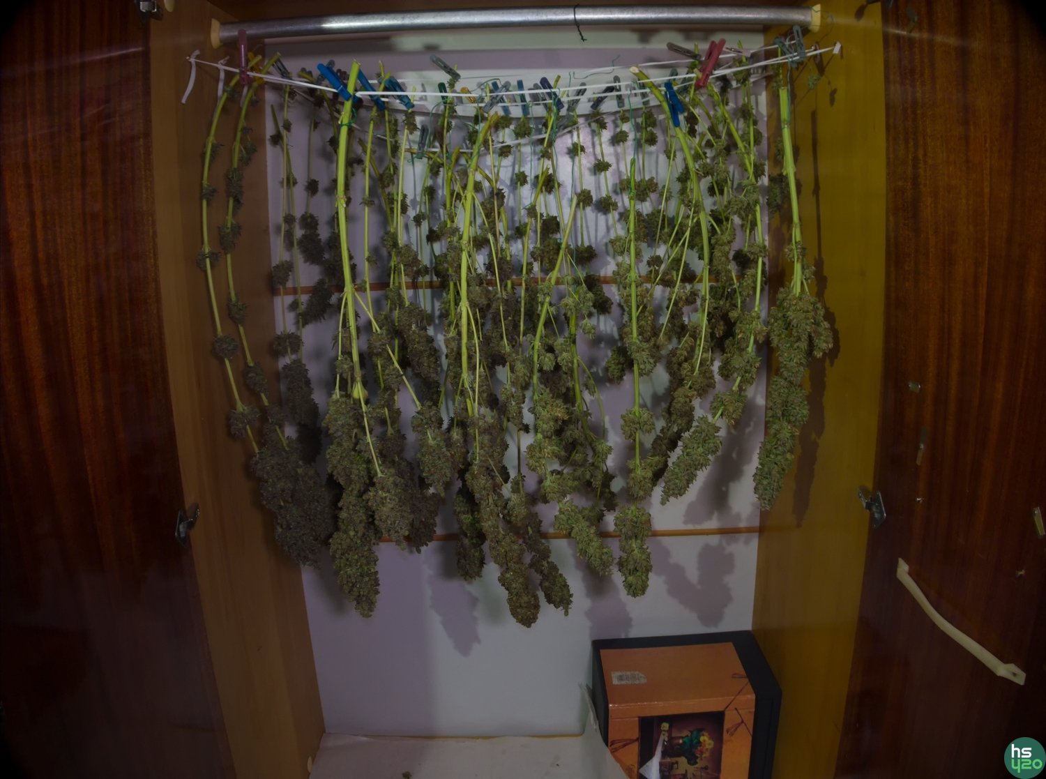 Cannalope Haze (слева) Recon(справа) Банк DNA Genetics
