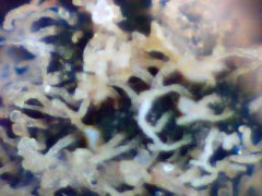 Cannalope Haze (6)