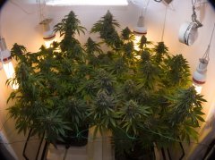 Cannalope Haze (справа), Recon (слева)