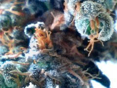 Cannalope Haze