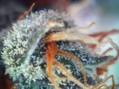 Cannalope Haze (2)
