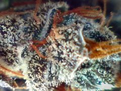 Cannalope Haze (8)
