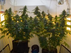 Cannalope Haze  и Recon (3)