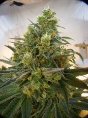 Cannalope Haze