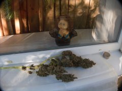 Cannalope Haze, главная кола))