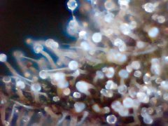 Cannalope Haze (5)