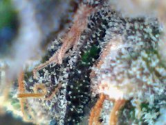 Cannalope Haze (4)