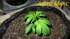 Афто Микс