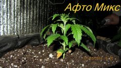 Афто Микс
