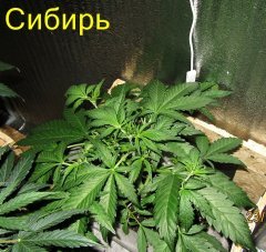 Сибирь