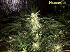 Иксхибит