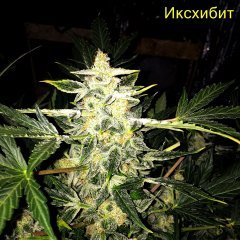 Иксхибит