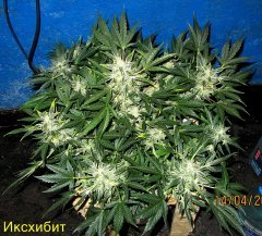 Иксхибит