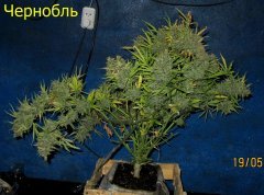 Чернобль