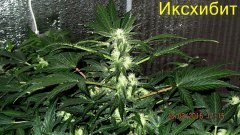 Иксхибит
