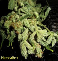 иксхибит