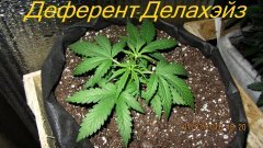 Деферент-Делахэйз