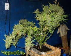 Чернобль
