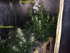 общий план