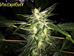Иксхибит