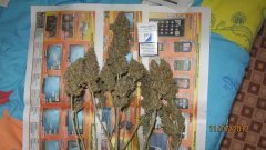 AK 47..