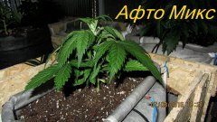 Афто Микс