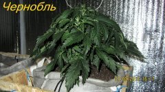 Чернобль