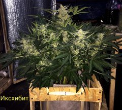 Иксхибит