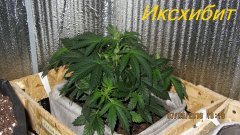 Иксхибит