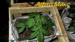 Афто Микс