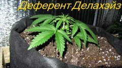 Деферент-Делахэйз