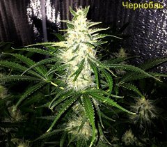 Чернобль