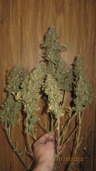AK 47