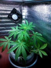 Auto Big Bad F-2
