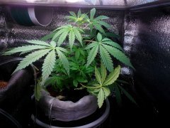 Auto Big Bad F-2