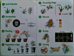 spliffseeds_turn