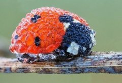 божья коровка