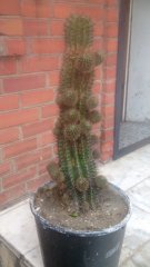 Peyote