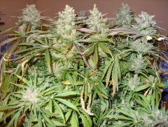 Amnesia Lemon fem (Barneys Farm)4