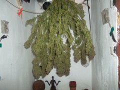 Amnesia Lemon fem (Barneys Farm)8